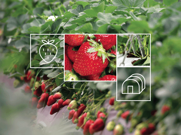 Strawberry Irrigation Solutions