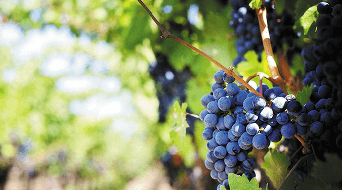 https://fr.rivulis.com/wp-content/uploads/2019/05/Vineyard-and-Grape-Irrigation_v2.png