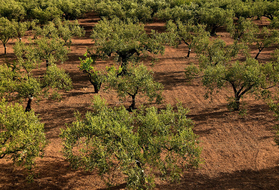 Olives et fruits à coque : Agrofervi Explotaciones Agrícolas, Espagne