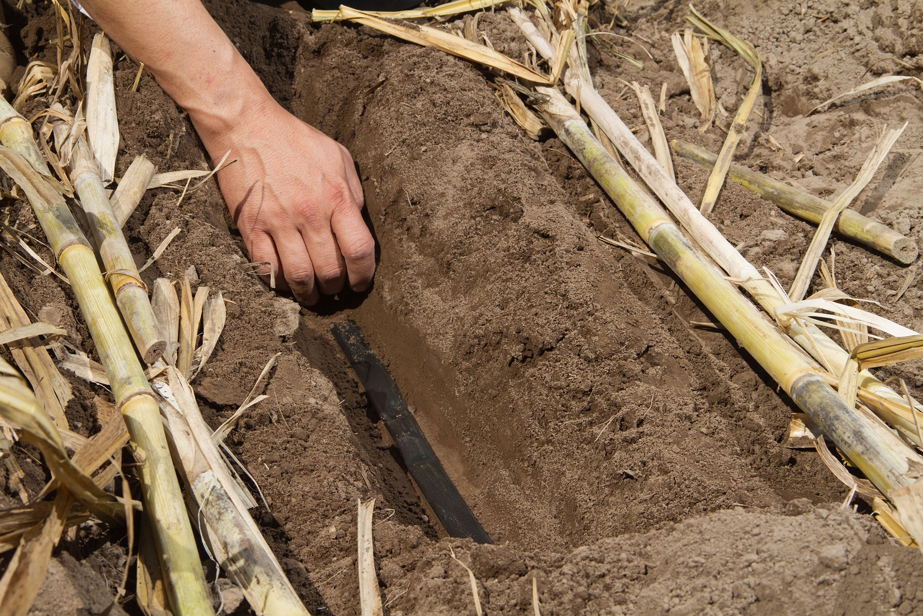 L’irrigation goutte à goutte  enterrée ( SDI ) pour la canne à sucre : comment bien faire ?