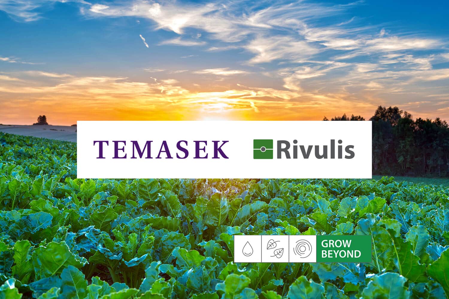 Temasek signe un accord pour acquérir une participation majoritaire dans Rivulis