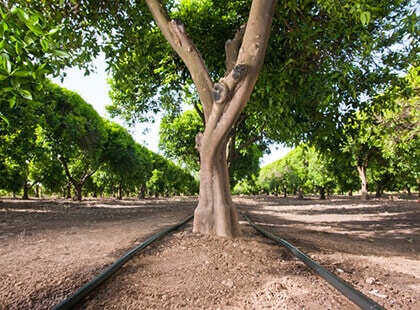 https://fr.rivulis.com/wp-content/uploads/2022/07/orchards-and-vineyards-solution.jpg