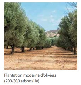 Plantation d’oliviers à l’ancienne (100 arbres/Ha)