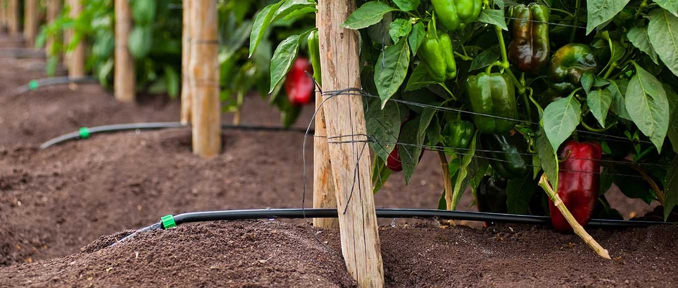 Tuyau Microporeux Irrigation Goutte à Goutte 30 M - 1/2" - Pour Arrosage économique Jardin, Massifs, Potager
