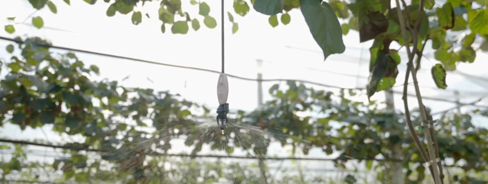 Protéger les vergers de kiwis contre les aléas climatiques grâce à l&rsquo;irrigation de précision